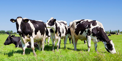 Cows standing in a field