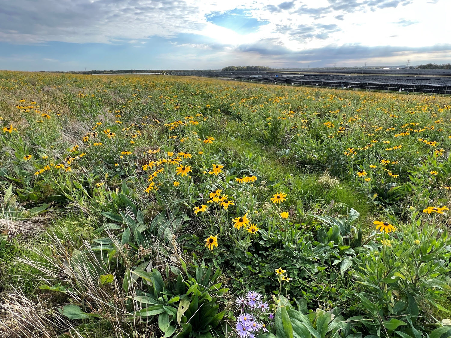 North Rock solar pollinator area - flowers in a field