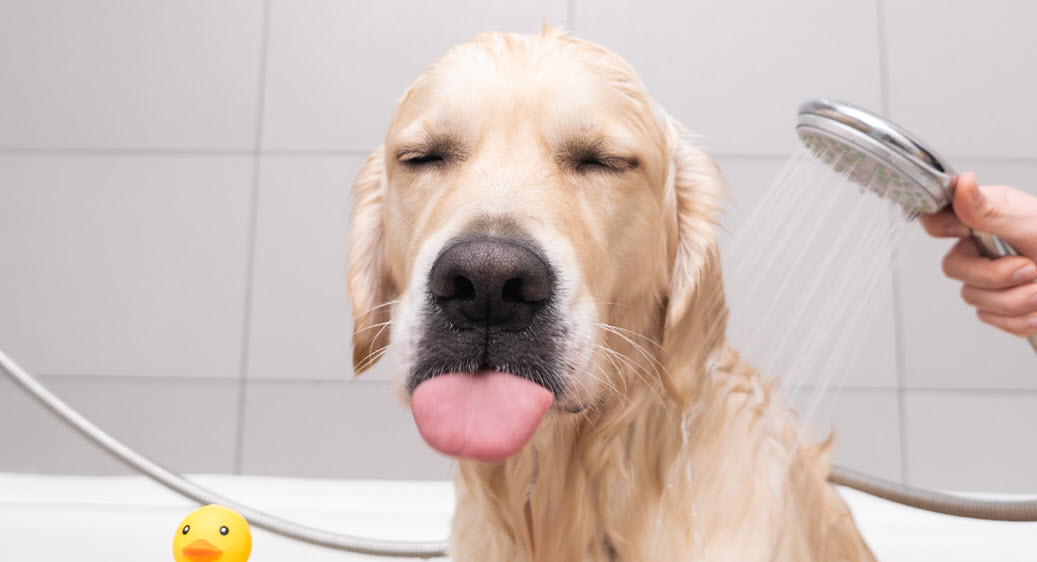 dog getting a bath with a showerhead