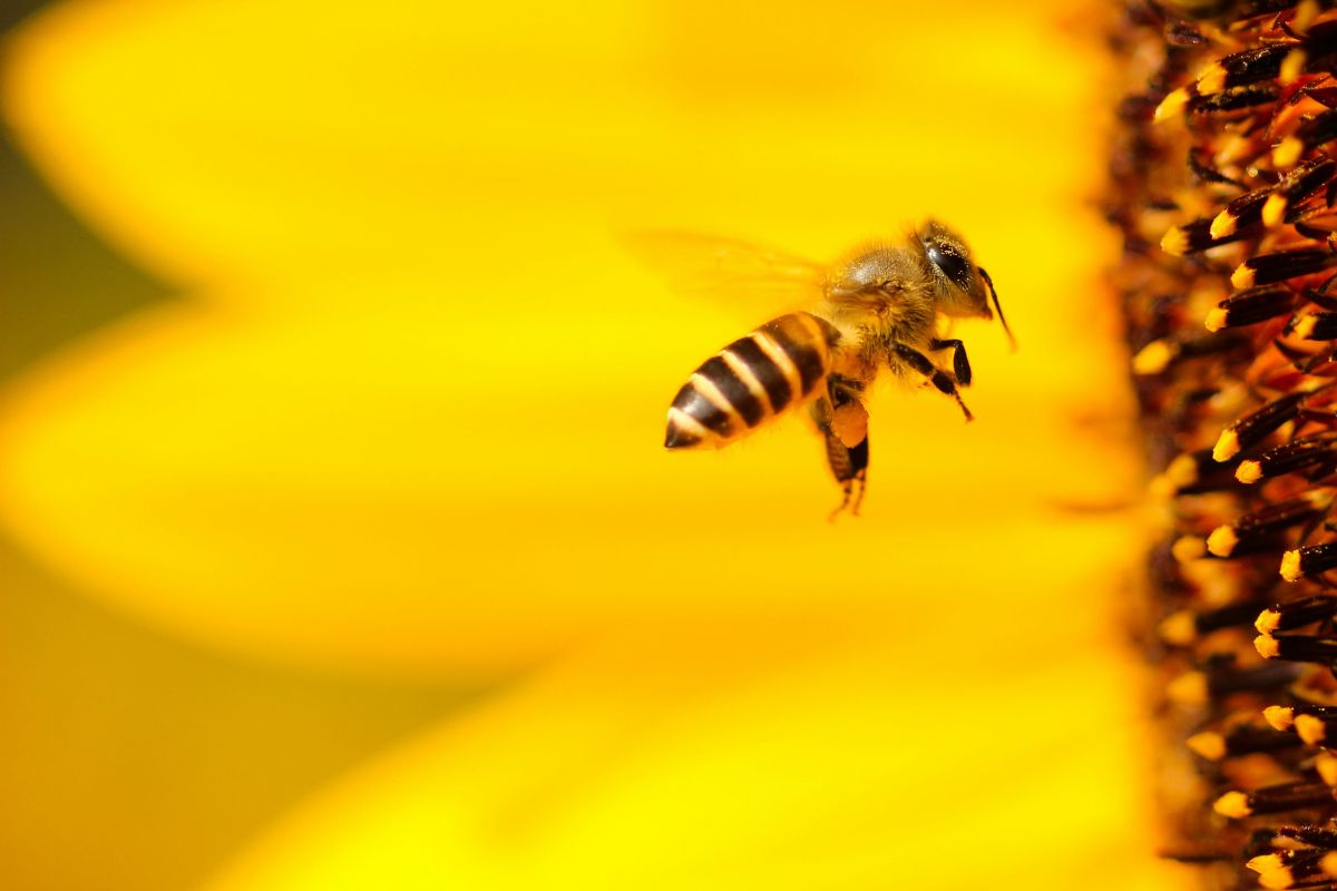 Bee flying towards a sunflower.