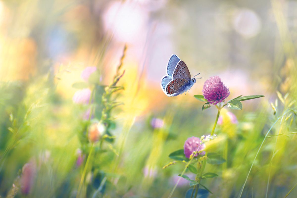 Blue Karner butterfly pollinating a plant.