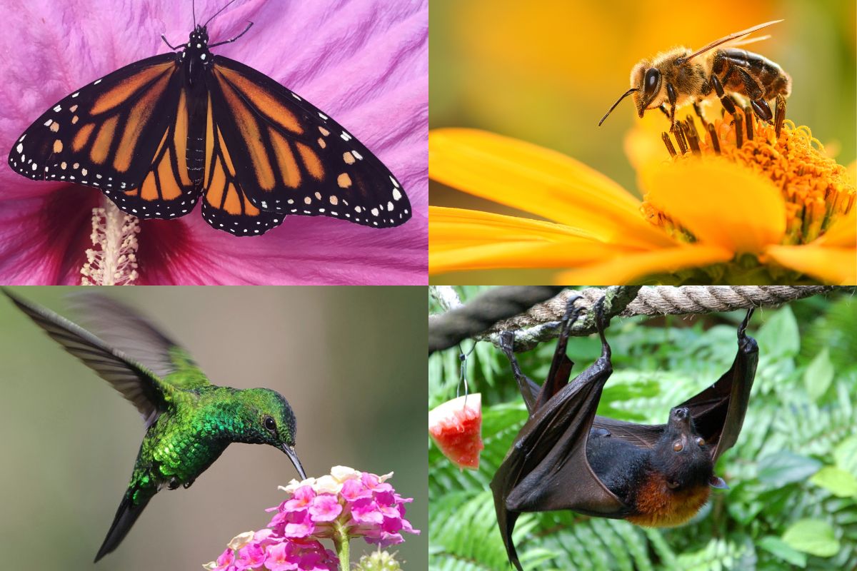 Alliant Energy Bats, bees, birds and butterflies make billions