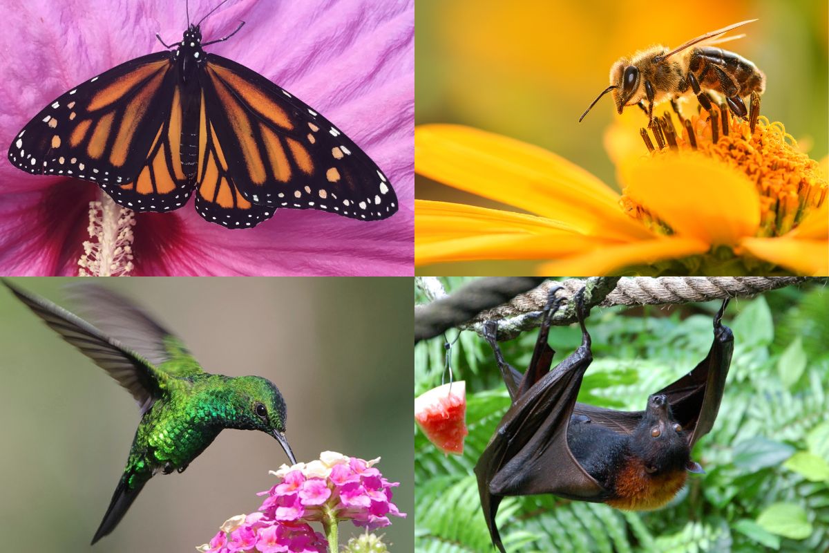 Four images of pollinators. The top left image features a butterfly, the top right features a bee, the bottom left features a humming bird, and the bottom right features a bat. 