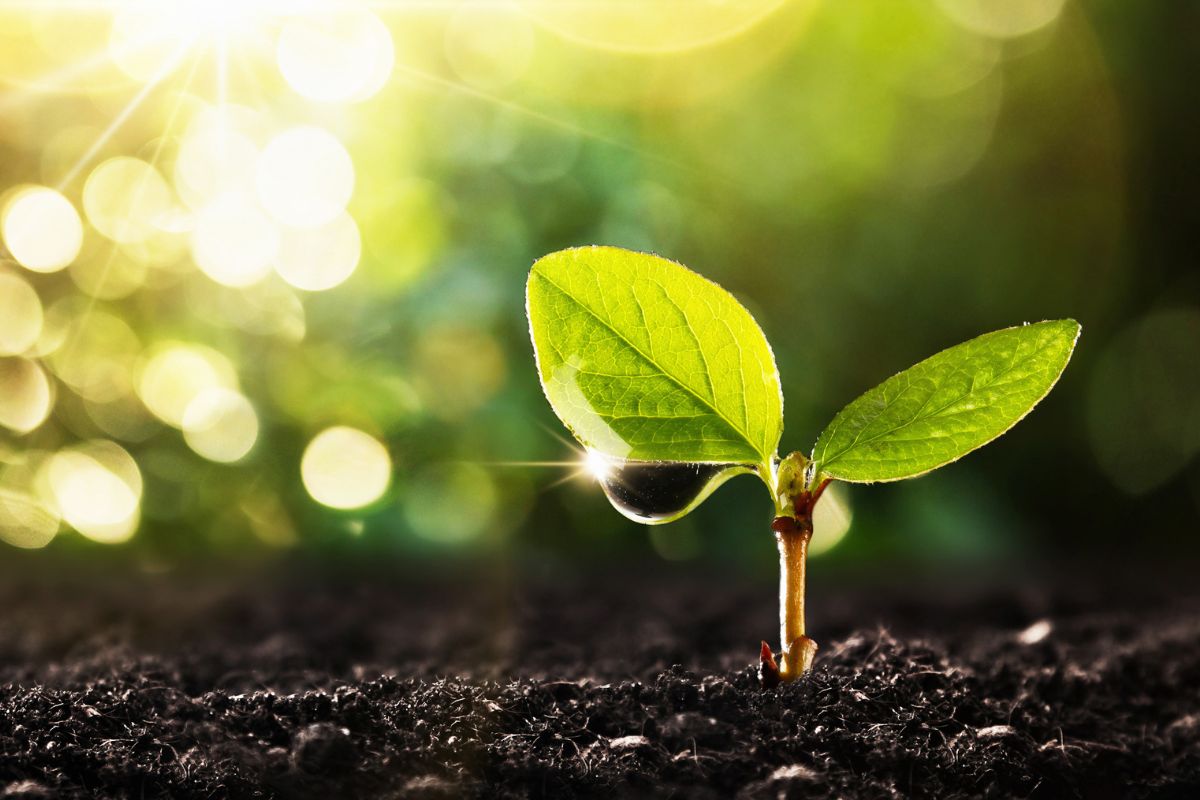 Leafy green plant sprouting from rich soil. 