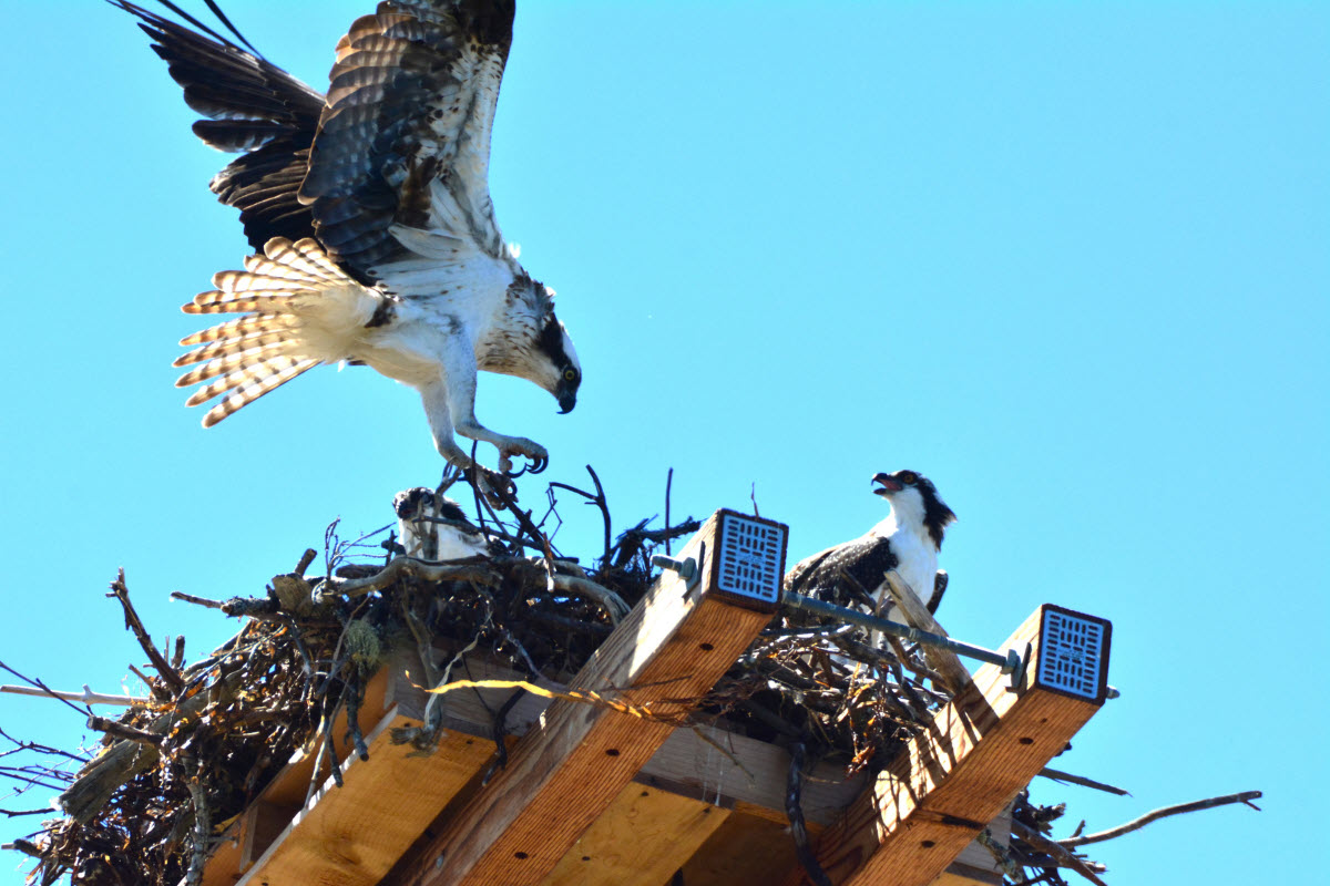two ospreys nesting