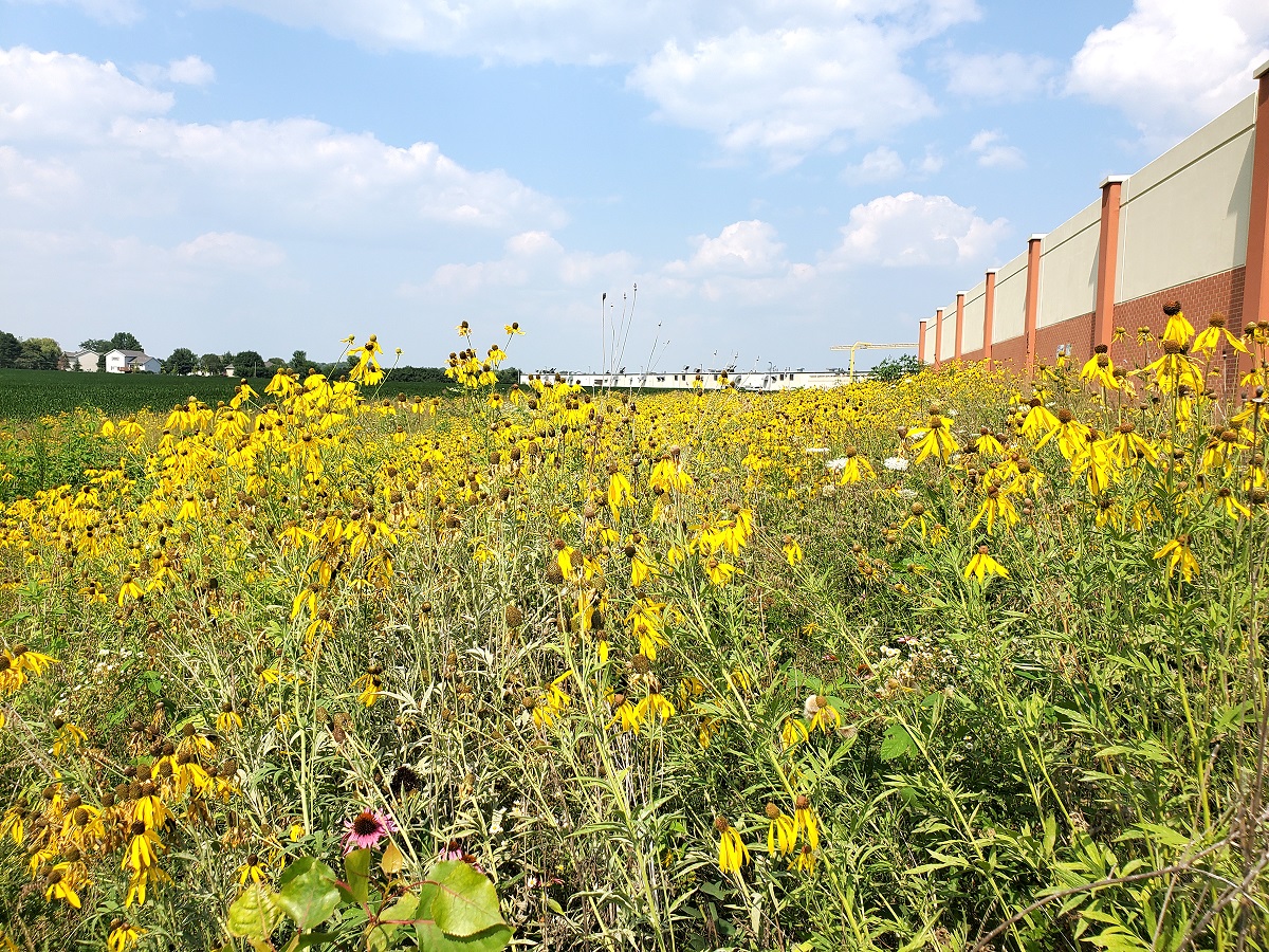 Pollinator Field at North Liberty