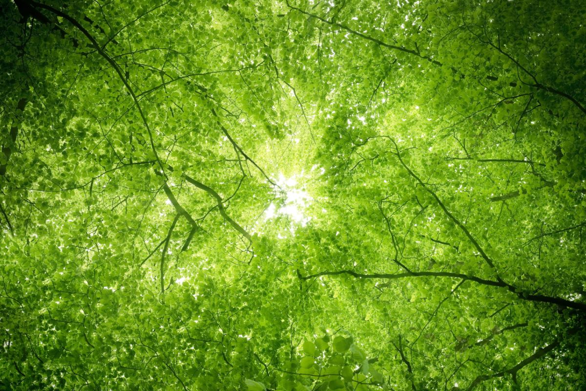Tree canopy with sun shining through the leaves.