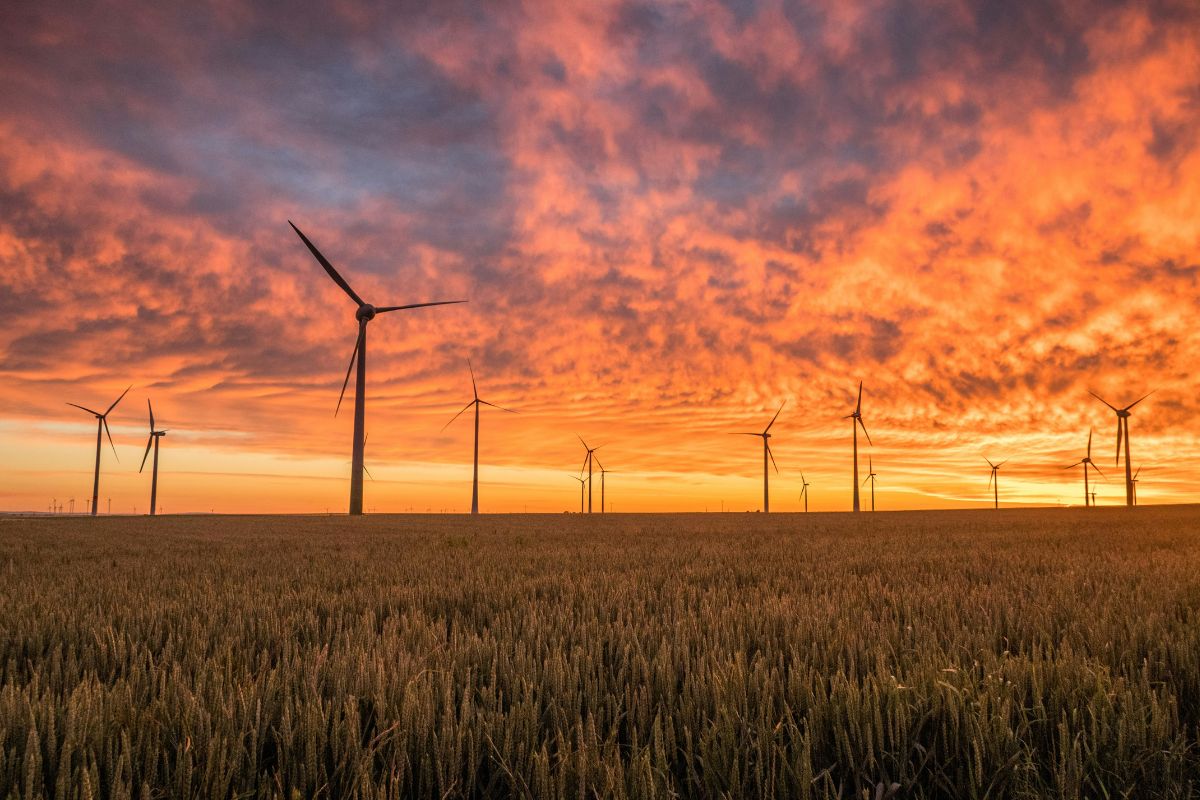 A field of wind turbines at sunset.