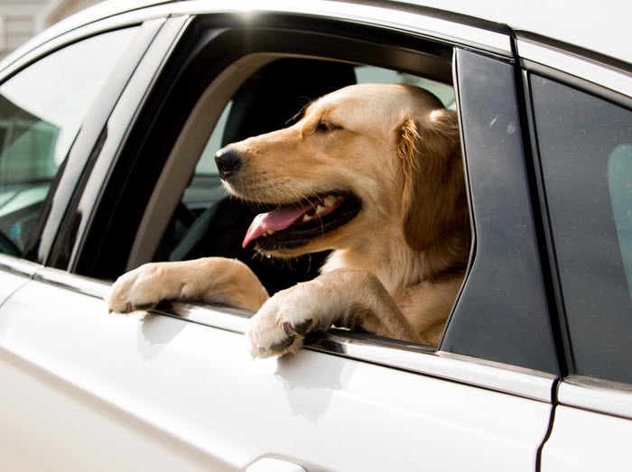 dog in an EV
