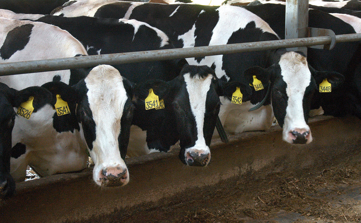 cows