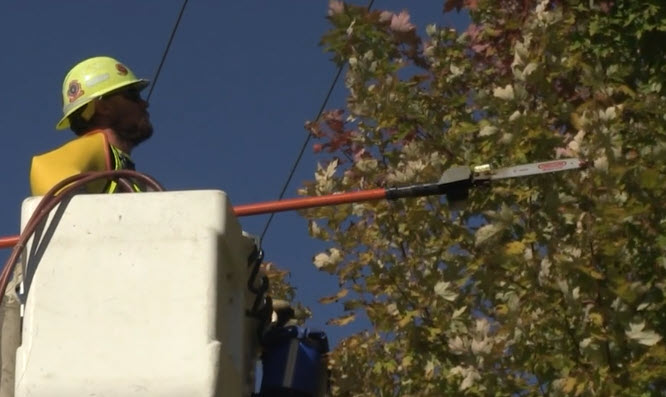 tree trimming worker