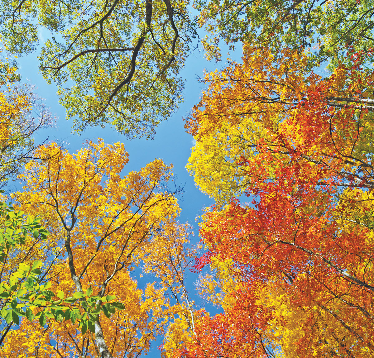 colorful fall trees