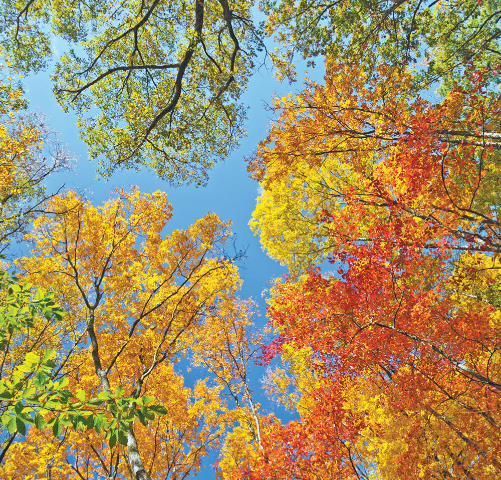 colorful fall trees