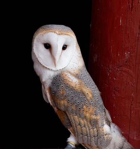 Hush the Owl