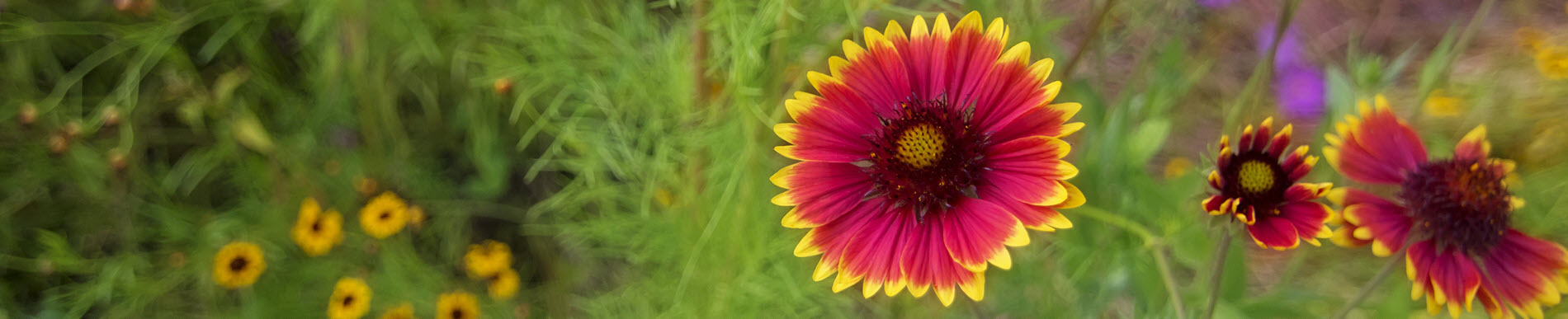 flowers in a garden